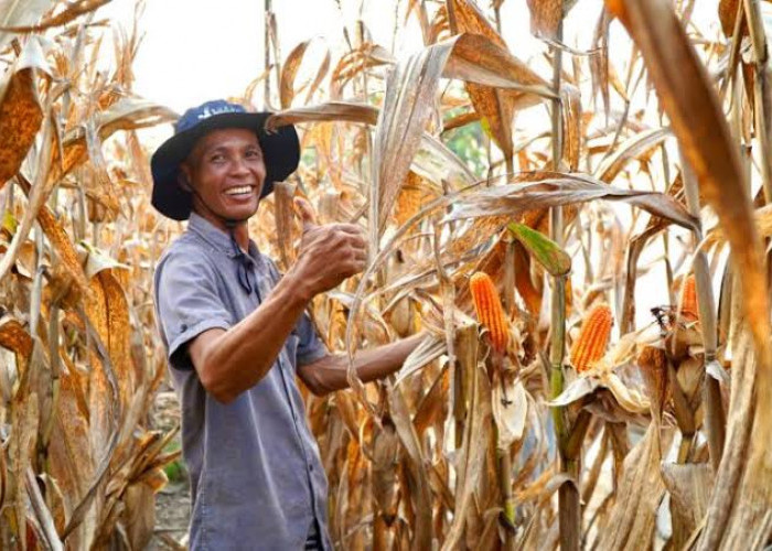 dilanda Ancaman El Nino, Sebanyak 7000 Petani Malah Mendaptkan Keunutungan Panen Naik 15 Persen  