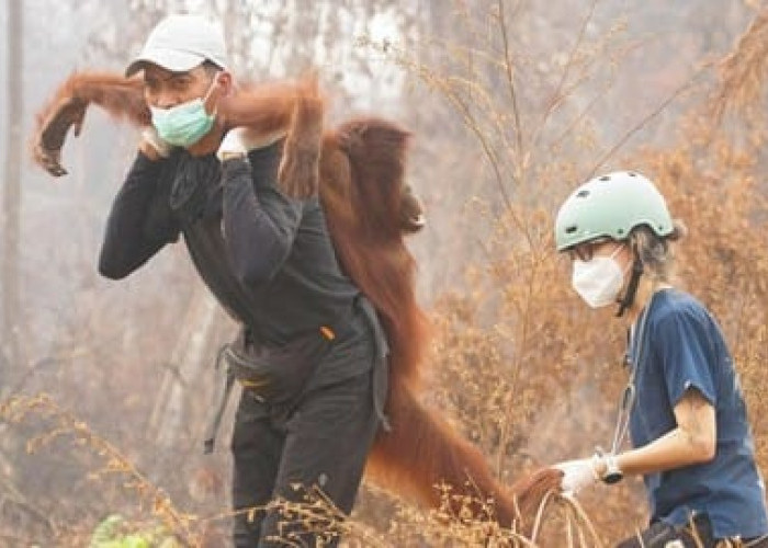 Kualitas Udara Memburuk, Puluhan Orang Utan Rehabilitasi Nyaru Menteng Terserang ISPA