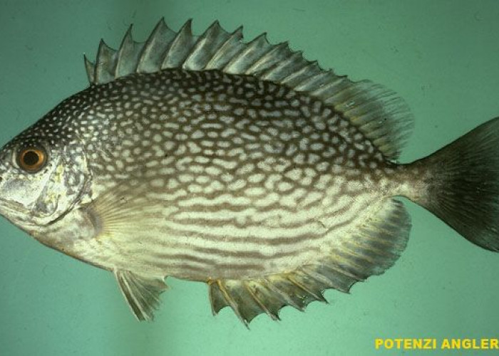 Ikan Dingkis bisa Tembus 500 ribu per Kilo, Menu Imlek Khas Kepri yang DIpercaya Bisa Bikin Hoki