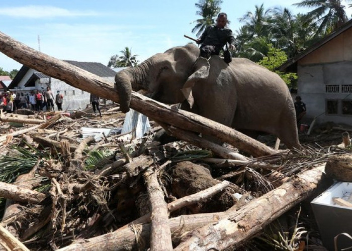 Gajah Jinak Turun Gunung untuk Bantu Bersihkan Puing Pascabencana di Pidie Jaya