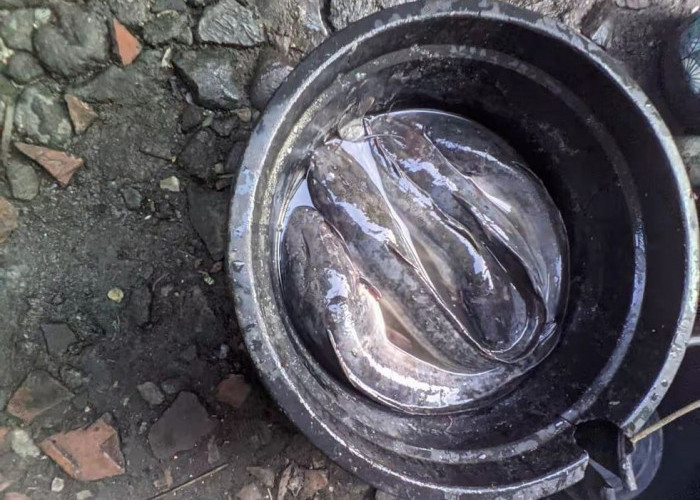 Langkah Awal Ternak Lele di Ember 50 Liter, Praktis untuk Skala Rumah Tangga