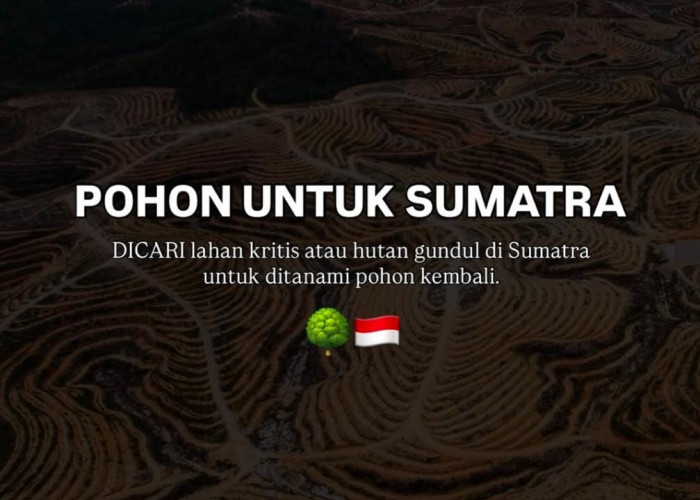 Lewat Kampanye “Pohon untuk Sumatra”, Jerhemy Owen Ajak Publik Pulihkan Hutan 