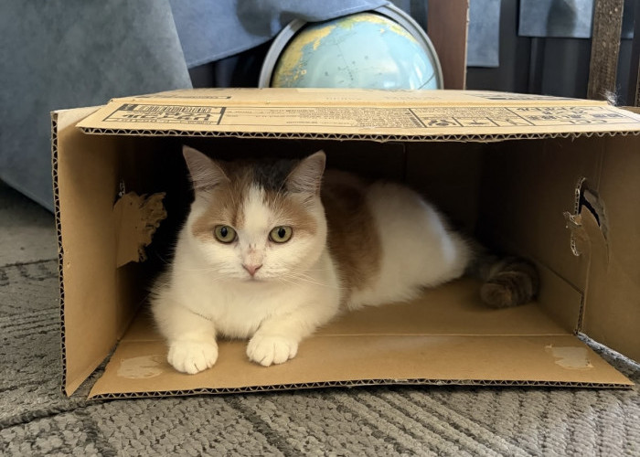 Kenapa Kucing Suka Duduk di Dalam Kardus? Ternyata Ada Alasannya