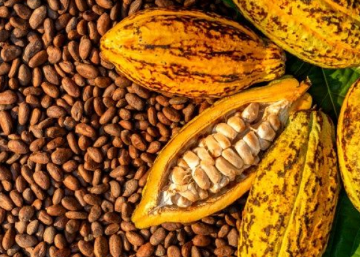 Harga Kakao Kering Tembus Rp80 Ribu per Kg, OJK Dorong Petani Pesawaran Naik Kelas