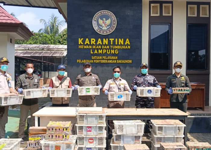 Penyelundupan 620 Burung di Bakauheni Digagalkan, Sopir Bus Mengaku Dibayar Rp2 Juta