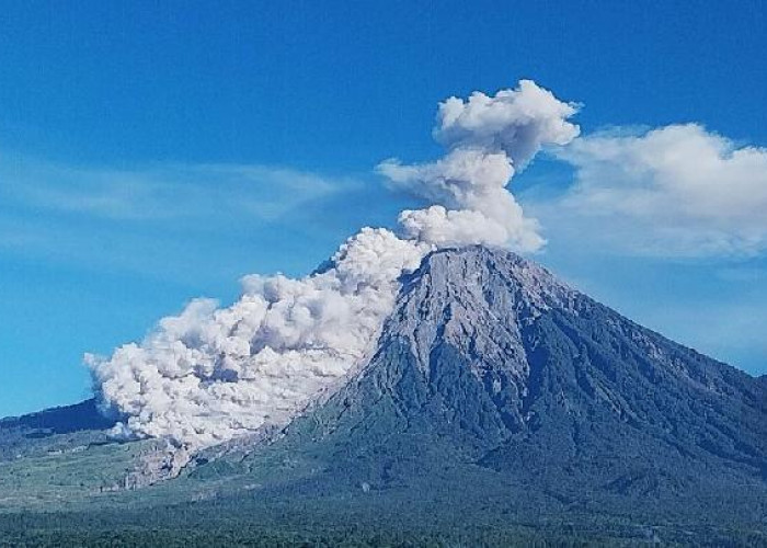 Semeru Kembali Gejolak, Puncak Jawa Semburkan Abu Vulkanik 800 Meter