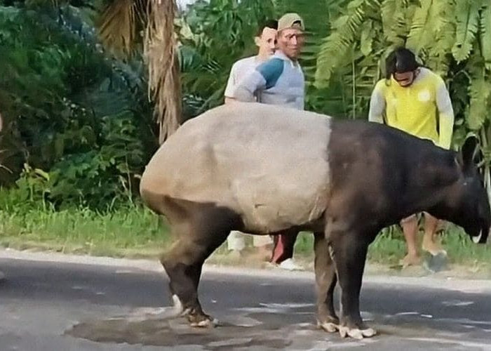 Hebohkan Pengguna Jalan, Seekor Tapir Berukuran Besar Masuk ke Jalan Lintas dan Dekati Pemukiman di Mesuji