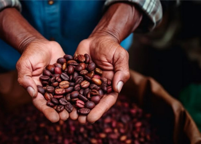 Kebun Kopi Diduga Masih Beraktivitas di Kebun Raya Liwa, Pengawasan Disorot