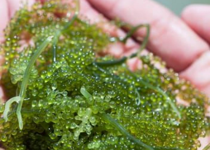 Harga Plastik Naik, Singkong dan Rumput Laut Jadi Solusi Alternatif Ramah Lingkungan