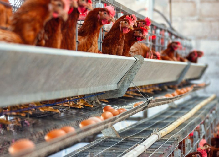 Pemkab Serang Musnahkan Hewan Ternak Terdampak Radiasi Cs-137 di Cikande