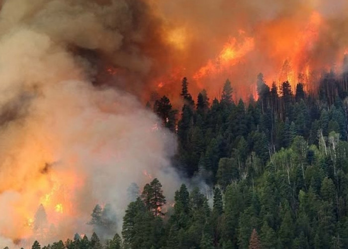 Bukan Sekadar Faktor Alam, Ini Penyebab Kebakaran Hutan dan Lahan Terus Terjadi!