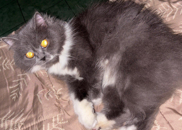 Kenapa Mata Kucing Bisa Terlihat Menyala dalam Gelap?