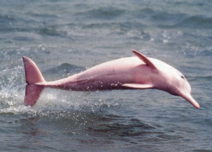 Bukan Sekadar Dongeng: Mengenal Lumba-Lumba Pink, Sang Penguasa Air Tawar