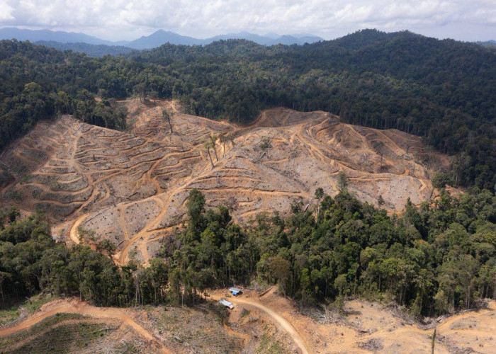 Kenapa Pohon-Pohon Tak Lagi Efektif Serap CO2?