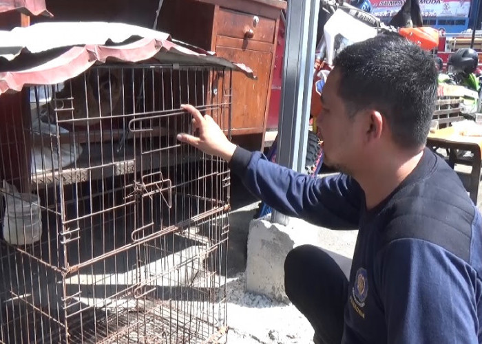 Kukang Masuk Rumah Warga Dievakuasi Damkartan Bandar Lampung Untuk Dilepasliarkan