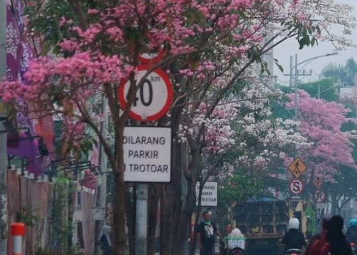 Tabebuya Bermekaran di Sejumlah Kota Indonesia, Jalanan Viral bak Musim Semi Jepang