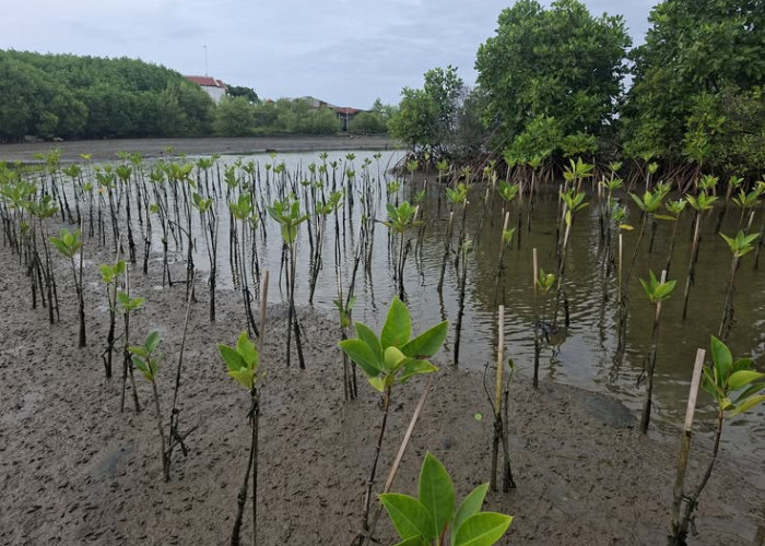 5.000 Bibit Mangrove Ditanam di Lampung Timur, Jaga Ekosistem Pesisir