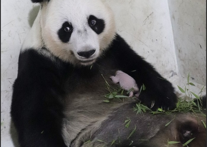 Taman Safari Sambut Kelahiran Bayi Panda Bernama Satrio Wiratama. 