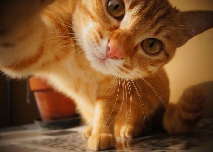 Kenapa Kucing Suka Membawa Mainan kepada Pemiliknya