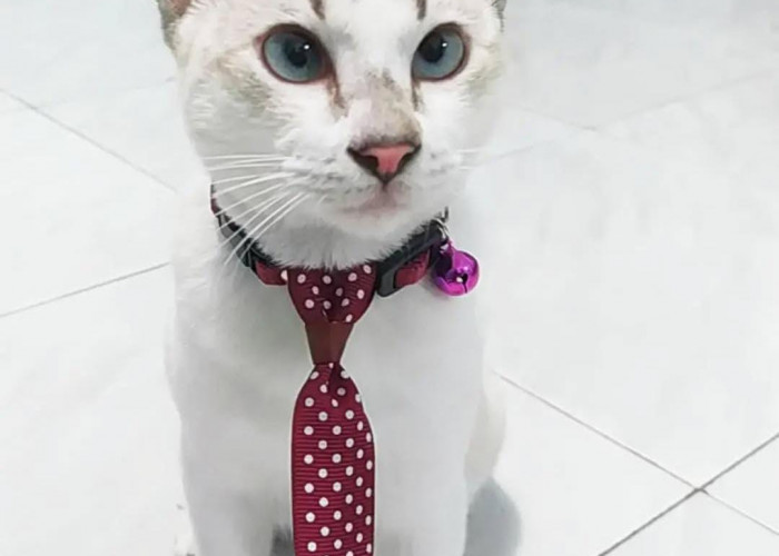 Tips Merawat Kucing, yang Efektif dan Menyenangkan!