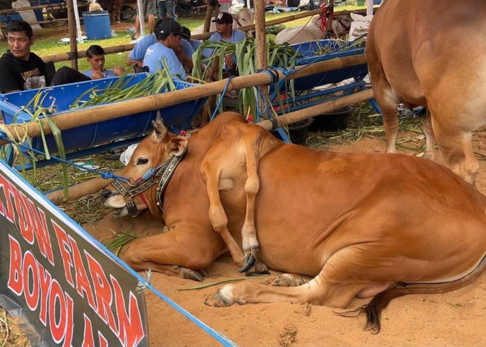 Unik! Punya Enam Kaki, Sapi Ini Jadi Juara Kontes dan Curi Perhatian
