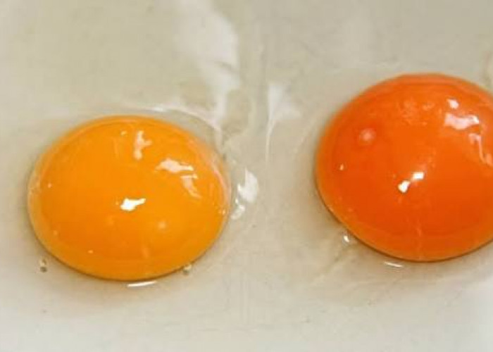 Kuning Telur Berwarna Oranye, Apakah Aman Dikonsumsi?