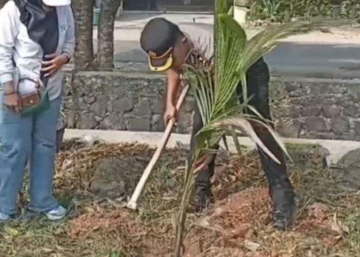 10 Pohon Kelapa Pandan Wangi Ditanam di Sukarame, Tantangannya Bukan Cuma Bikin Lingkungan Hijau