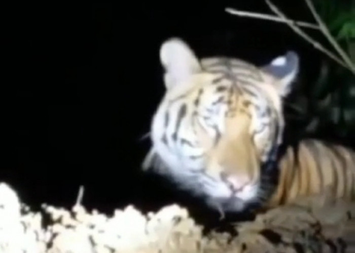Harimau Taman Nasional Way Kambas Kepergok di Pemukiman Warga 
