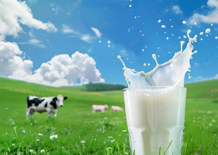 Fresh Milk vs Susu UHT: Mana yang Lebih Baik untuk Kesehatan Keluarga?