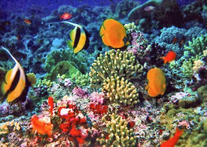 Dunia Ajaib yang Menyimpan Keindahan di Balik Permukaan Samudra