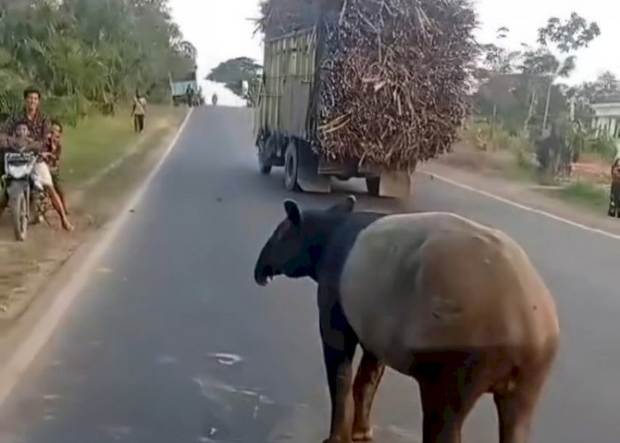 Tapir Viral Melintas di Register 45 Mesuji, BKSDA Telusuri Habitatnya
