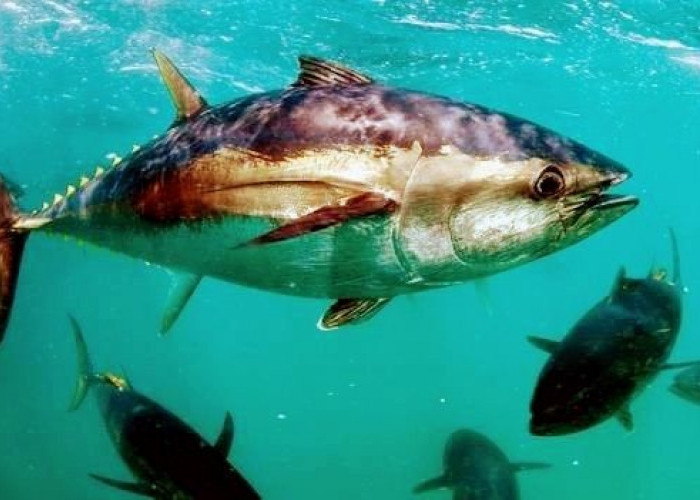 Tarif Impor Tuna dan Cakalang Indonesia ke Jepang Resmi Jadi 0% Mulai 1 Agustus 2026