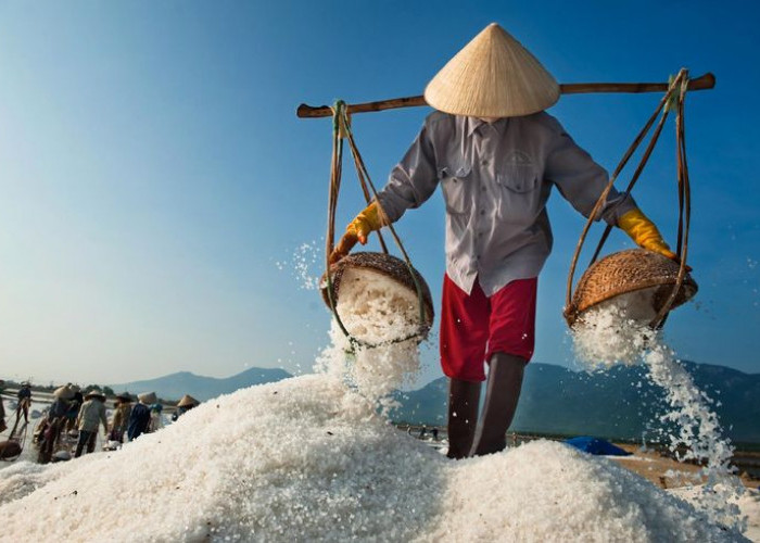 Cuaca Kering Dongkrak Produksi Garam, Petani Manfaatkan Musim Kemarau untuk Panen Maksimal