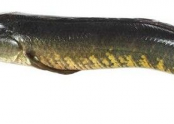 Manfaat Ikan Gabus untuk Kesehatan: Rahasia Nutrisi Lengkap untuk Tubuh Sehat