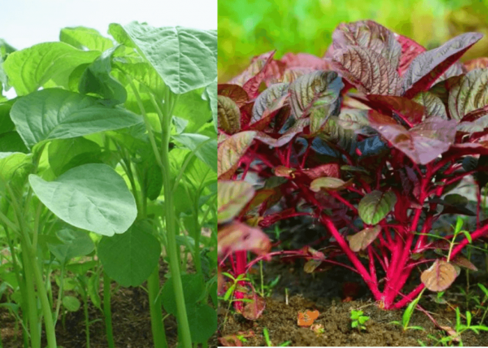 Bayam Merah vs Hijau, Ternyata Kandungan Nutrisinya Tak Sama