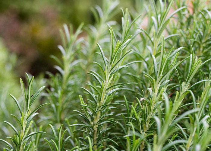 Daun Rosemary, Bumbu Aromatik yang Mulai Dilirik untuk Tanaman Rumahan