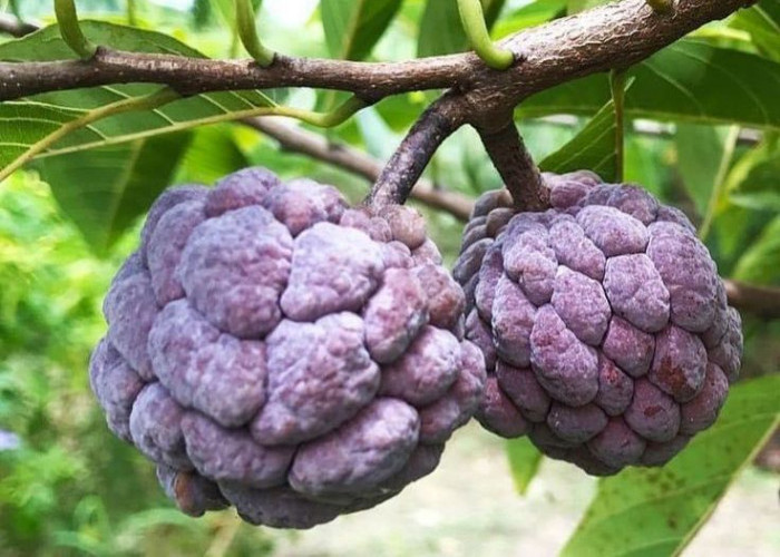 Buah Srikaya, Manis dan Kaya Manfaat: Dari Jaga Mood Hingga Lindungi Jantung