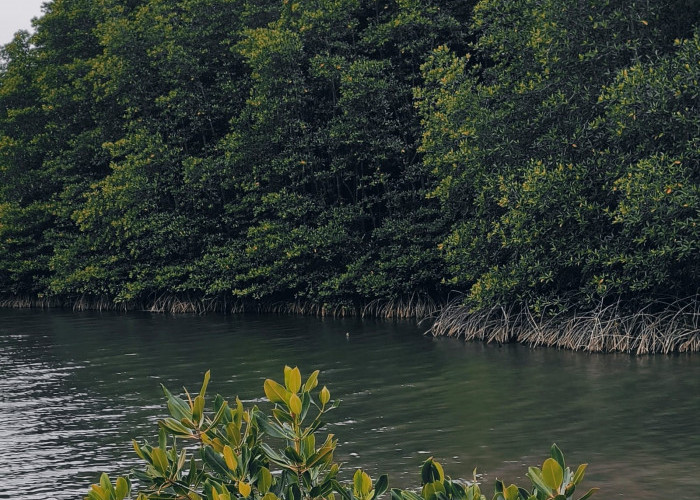 Mengenal Hutan Mangrove Petangoran Lampung yang Memiliki Peran Besar Menjaga Pesisir  Lampung 