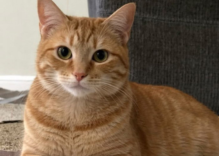 7 Kebiasaan pada Kucing yang Jadi Ciri Kenyamanan dan Percaya Sama Kamu!