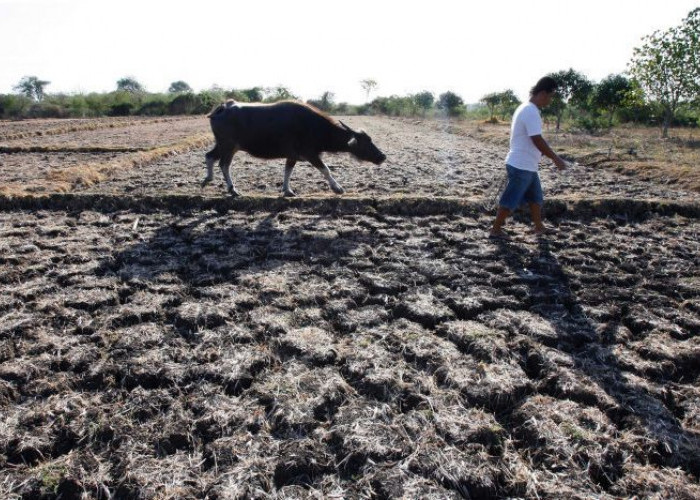 El Nino 2026 Mengintai Indonesia, Ancaman Kemarau Panjang dan Risiko Kekeringan Menguat