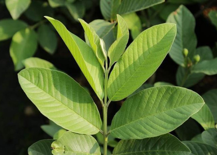 Bukan Sekadar Mitos! Ini Manfaat Luar Biasa Daun Jambu Biji untuk Pencernaan di Musim Hujan 2026