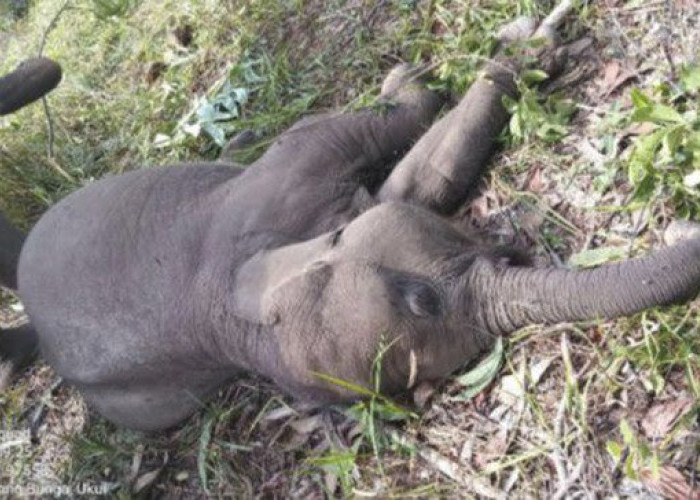 Anak Gajah Sumatera “Tari” Mati Mendadak di Taman Nasional Tesso Nilo