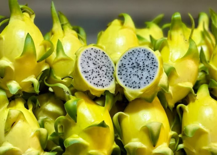 Jarang Diketahui, Ini Alasan Buah Naga Kuning Terasa Lebih Manis