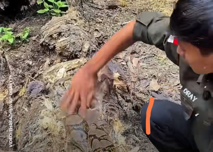Waspada Ular Bersembunyi di Perkebunan Sawit, Ini Tips Keselamatan bagi Pekerja Kebun