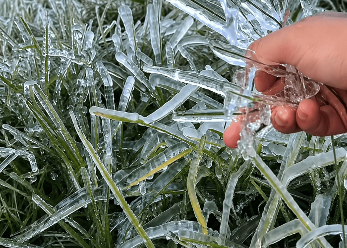 Dieng Kembali Membeku Hingga Minus 6 Derajat Celsius, Petani Terancam Gagal Panen
