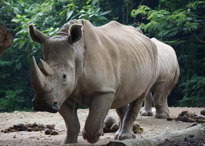 Tak Hanya Badak Jawa, Ini 8 Satwa Khas Indonesia yang Terancam Punah Menurut IUCN