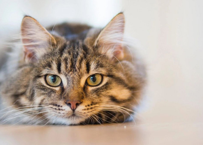 Pentingnya Vaksin Rabies pada Kucing, Ini Penjelasannya