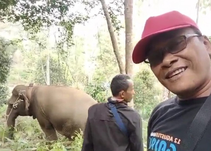 Setelah 2 Hari Berupaya , Tim Berhasil Pasang GPS Pada Gajah Lestari 