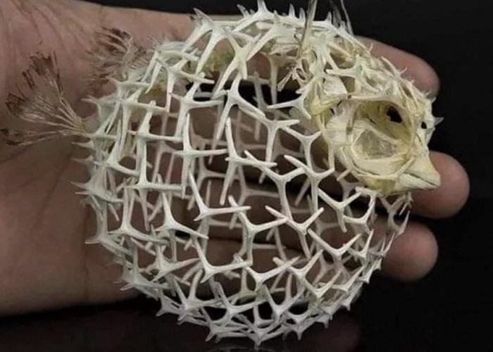 Struktur Tulang Ikan Buntal, Keajaiban Rekayasa Alami di Lautan