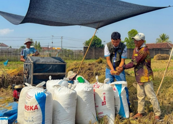 Pengadaan Beras Bulog Lampung Naik 19,13 Persen, Tembus 241 Ribu Ton